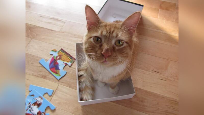 Rutherford was reunited with his owner Thursday after nearly a decade.
