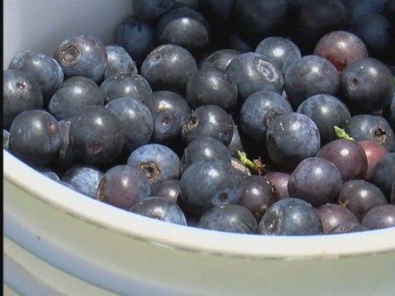 GF Default - Blueberry Overload