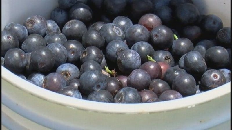 GF Default - Blueberry Overload