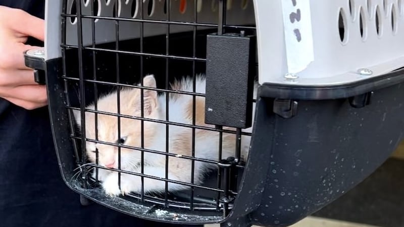 Cincinnati Animal Care is looking for permanent homes for 83 displaced cats and kittens...