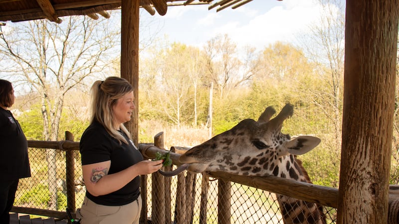 The giraffes at the Cincinnati Zoo consume between 8 and 10 pounds of romaine lettuce per day.