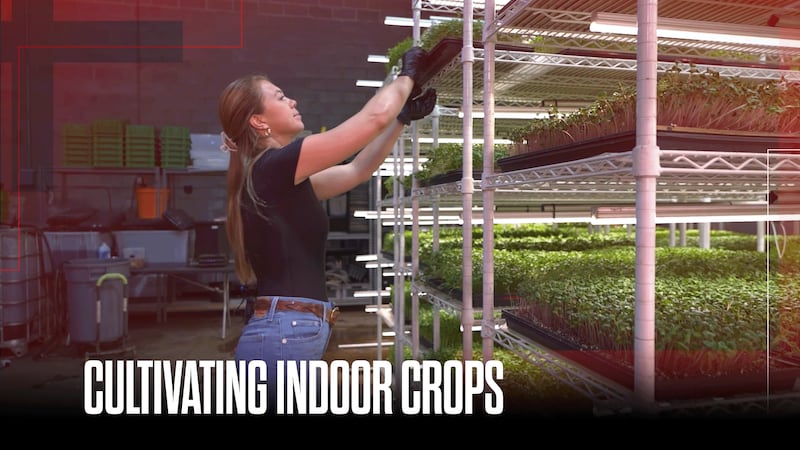 Vertical farms offer solutions to food insecurity but face financial hurdles