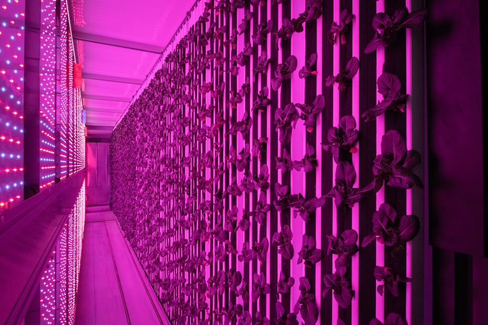 Hundreds of romaine lettuce plants grow under red and blue lights inside the Cincinnati Zoo's...