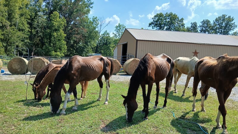 Cincinnati Animal CARE is seeking donations to support an organization caring for several...