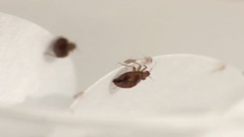 Bed bugs can be difficult to get rid of.