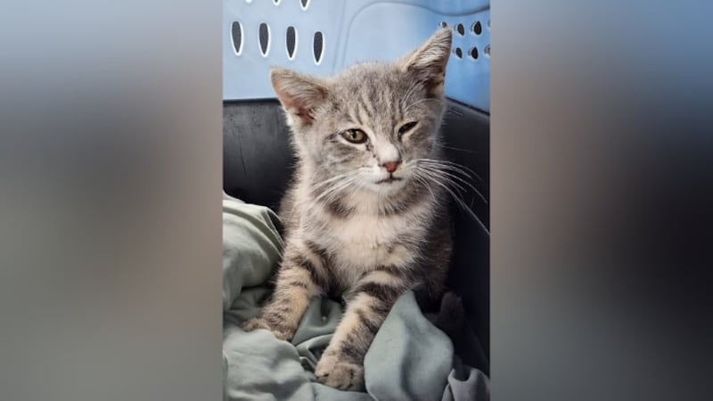 Cat found tucked in undercarriage after 11-hour trip