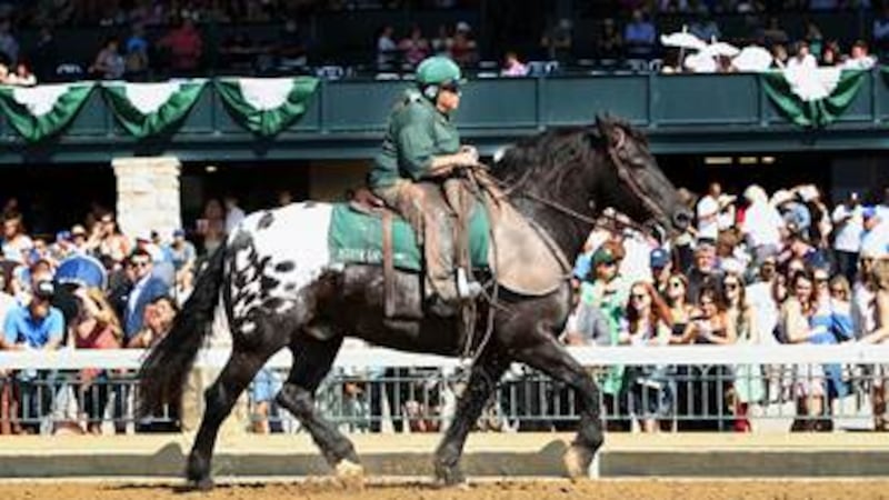 Harley, Keeneland’s most recognizable horse, takes on special role at Kentucky Derby