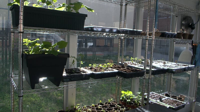 The Cincinnati VA is addressing veterans’ whole health through a gardening program that...