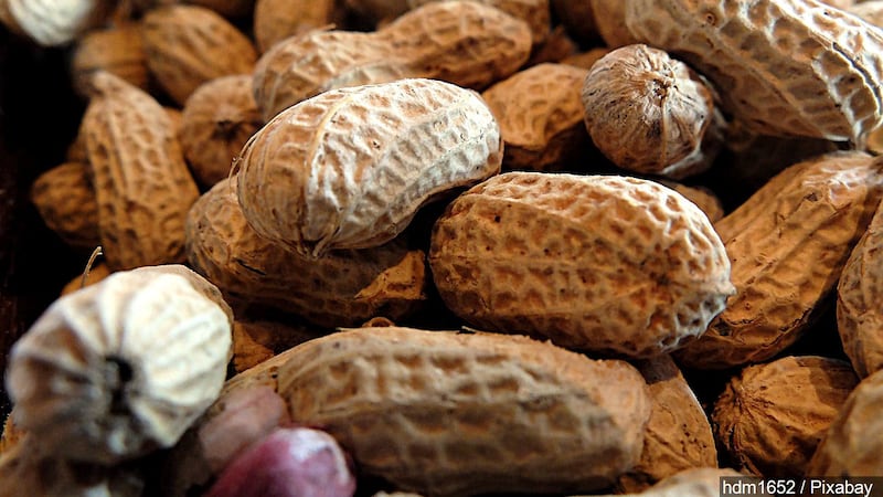 One in 50 children in the U.S. is allergic to peanuts, while one in 200 adults has the allergy.