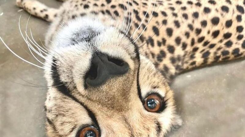 Kris, the Cincinnati Zoo cheetah.