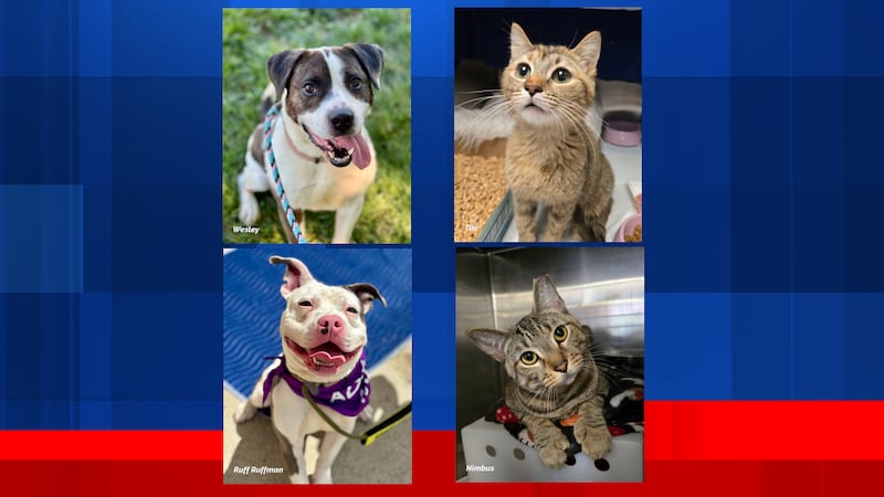 Cincinnati Animal CARE says there are more than 200 dogs and cats at its Dane Avenue shelter.