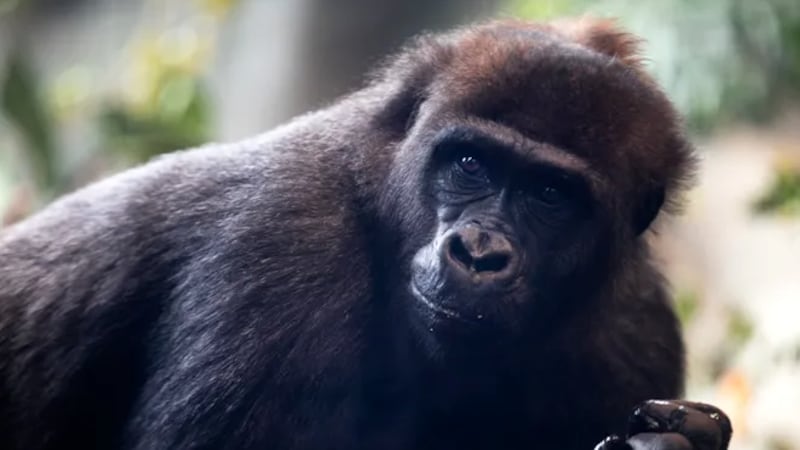Eleven-year-old Gladys the gorilla is recovering from surgery after breaking her arm Friday in...