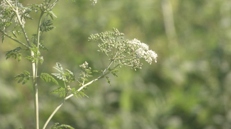 Local expert urges families to watch for toxic plant often mistaken for Queen Anne's lace