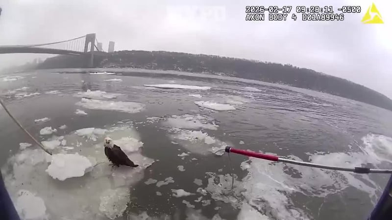 A bald eagle was rescued by officers on the Hudson River.