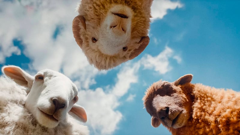 “The Sheep Detectives” releases in theaters May 8 courtesy of Amazon/MGM.