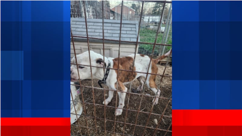 Karla Brightwell sentenced to 45 days in jail after six dogs found without food, water or shelter