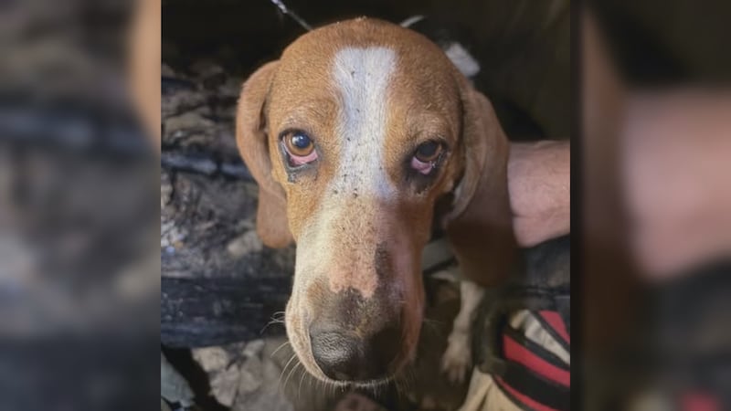 A coonhound is safe after a 50-foot fall into a private cave on Friday night.