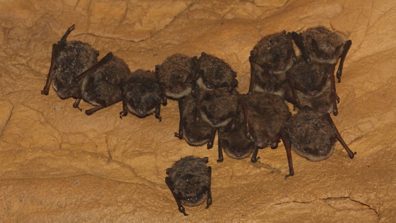 Officials say rabies risk can be reduced by avoiding contact with bats and keeping pets...