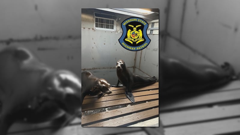 Three sea lions are expected to be just fine after a car crash on their way to the Missouri...