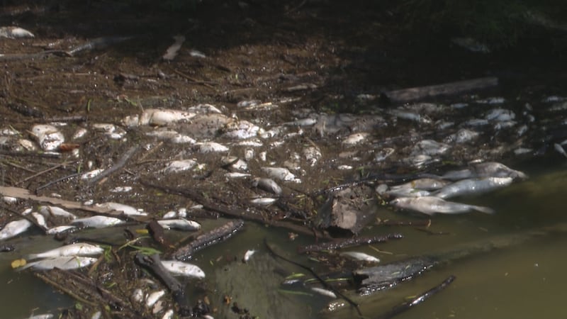 13 Action News spotted numerous dead fish along spots of the Maumee River in Napoleon.