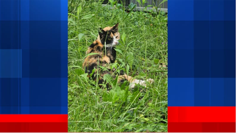 Woman who spent seven years caring for Elsmere feral cat colony faces decision to euthanize...