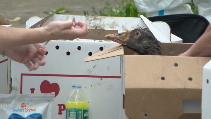 Animal rescued from Westwood hoarding situation.