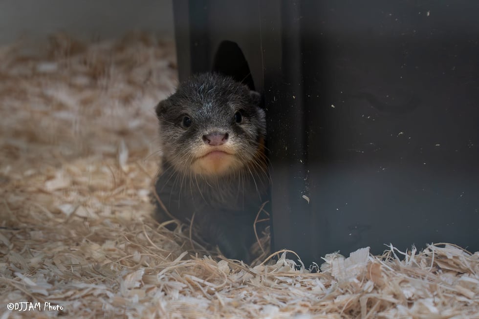 Patrons can come see the four new otter pup siblings at the Cincinnati Zoo starting Wednesday.