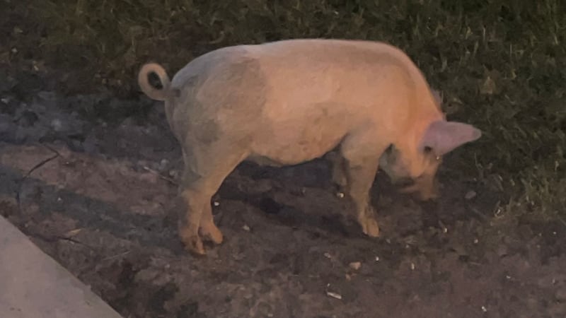 The family said their pet pig named Charlotte had lived with them for months.