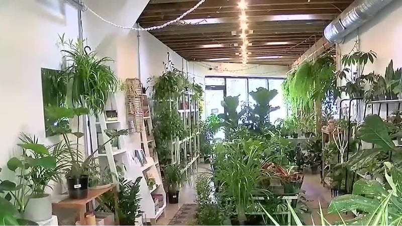 Tri-State woman leaves corporate job to open Westwood plant store