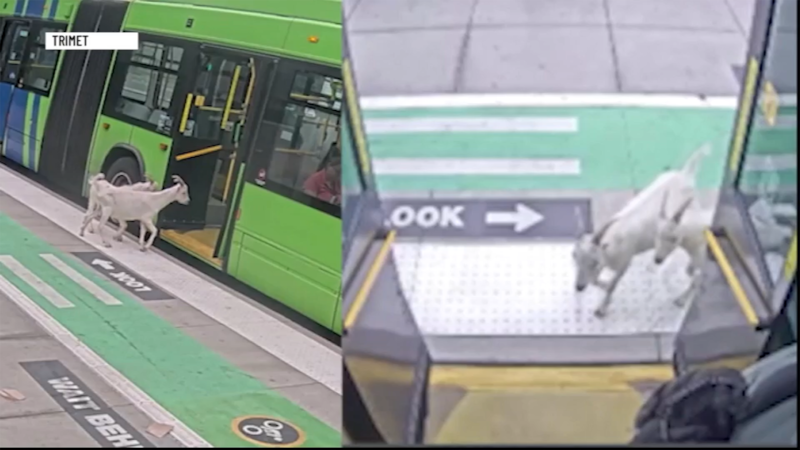 The mystery behind two goats who recently tried to catch a TriMet bus in Southeast...
