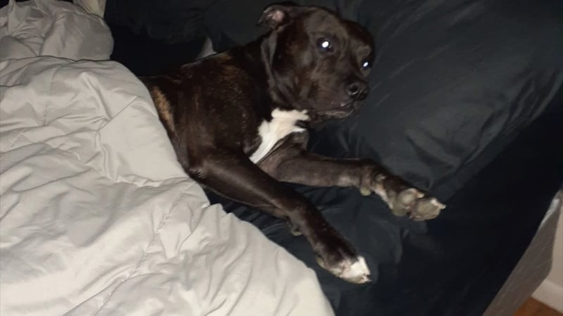 Stormy Gunter lost her 11-year-old dog, Tank, after a person broke into her home, shot the dog...