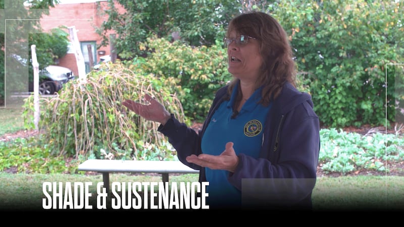 Urban food forests offer cities a solution to food insecurity, heat islands and more