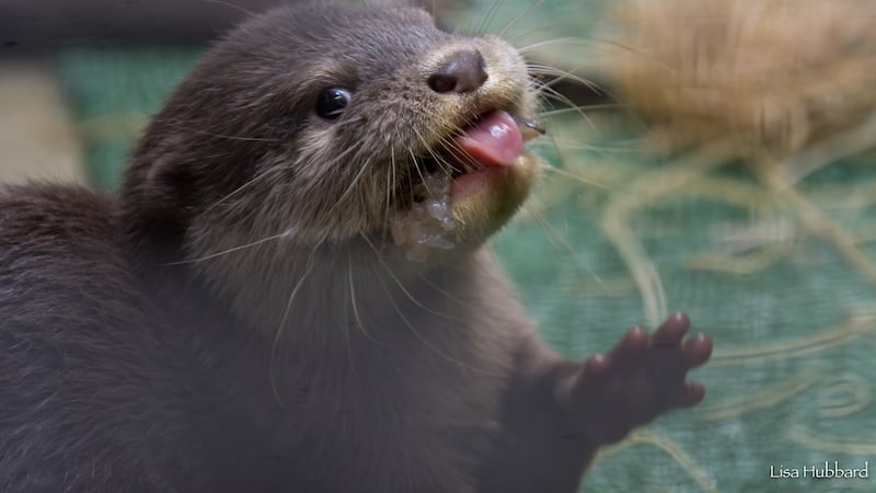 The otter pups have been practicing their swimming at their private pool, the zoo says.