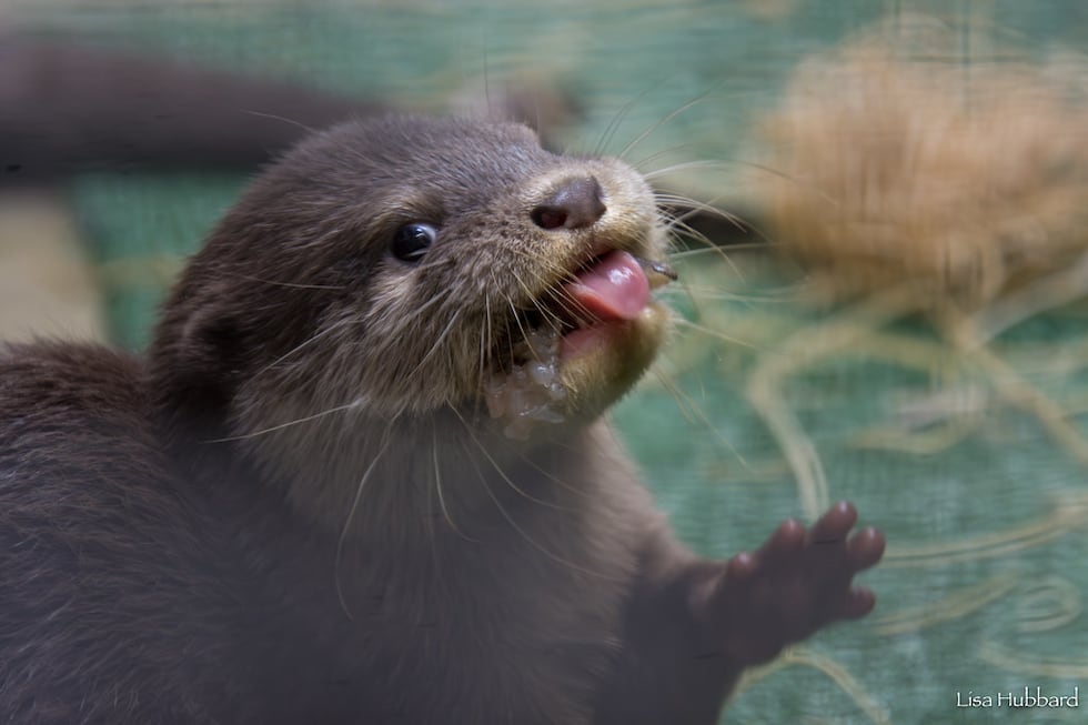 The otter pups have been practicing their swimming at their private pool, the zoo says.