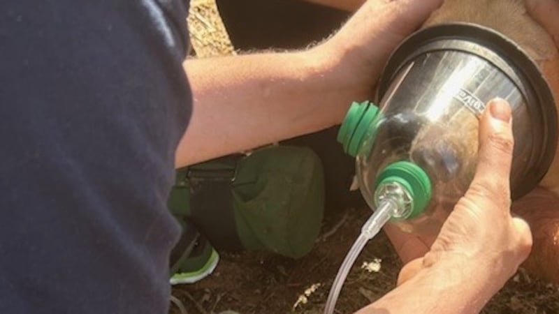 Fern Creek Fire & EMS rescued a dog from a house fire