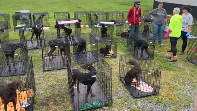 “It’s difficult for the Humane Society here in town to all of a sudden be in charge of 80...