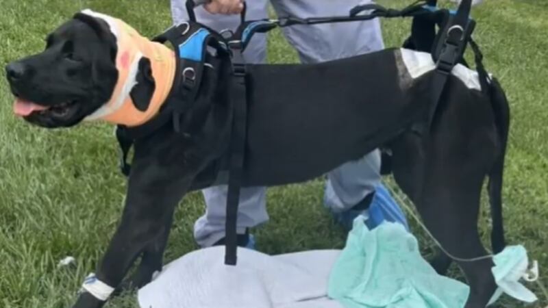 The owners of a lab mix said he is walking again months after he was seriously injured by a car.