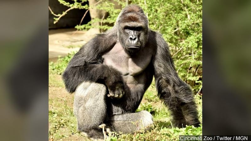 Harambe was shot and killed at the Cincinnati Zoo after a toddler fell into the Gorilla World...