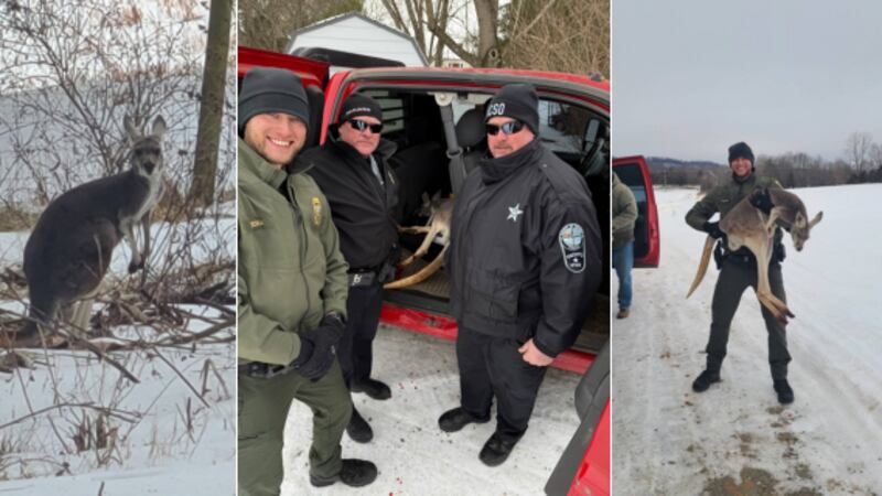 An injured kangaroo was found blocking traffic during winter weather.