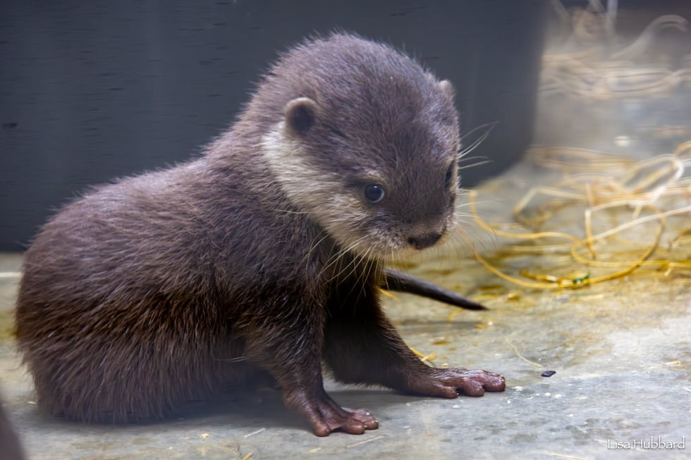 Four otter pups, born May 9, are about to make their public debut at the Cincinnati Zoo.