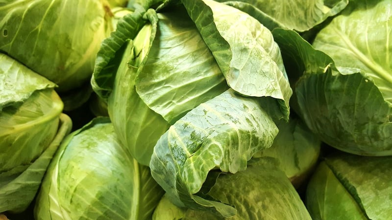 FILE: Taylor Fresh Foods and Taylor Farms said they are recalling all of its iceberg lettuce...