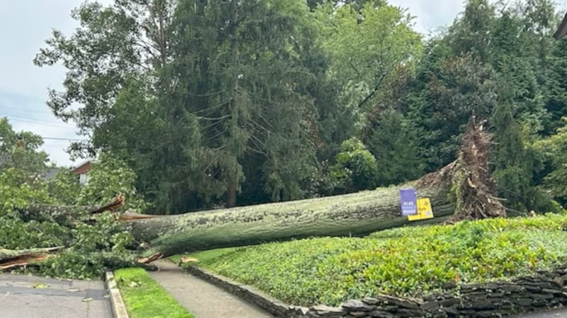 This massive tree crashed down during Tuesday's storms in Ault Park.