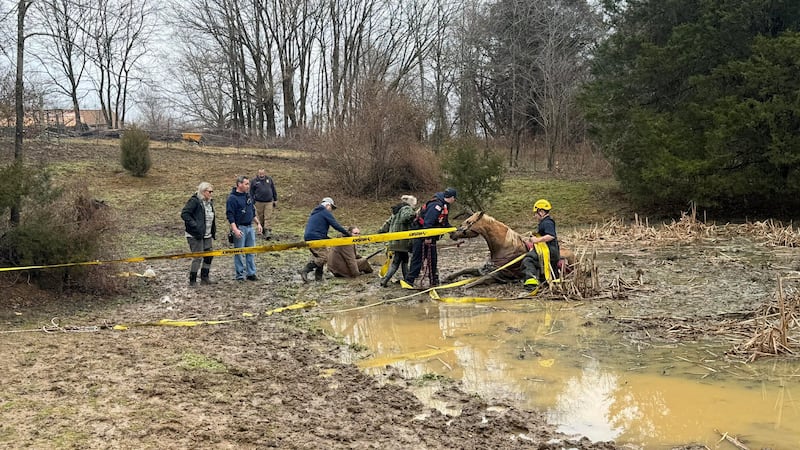 Horse rescue in Floyds Knob