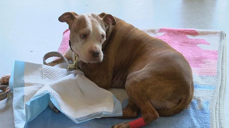 Deputies with the Hamilton County Dog Warden rescued Reese and transported her to MedVet for...