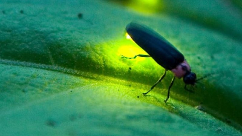 Fireflies may be on the decline.