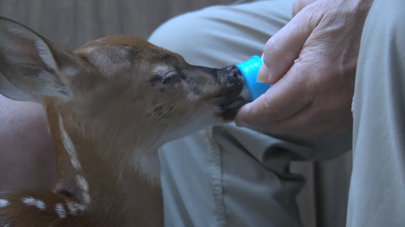 Paul Strasser at Red Wolf Animal Sanctuary is caring for this baby deer after it had to...