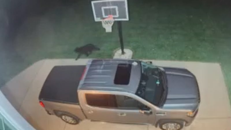 Clermont and eastern Hamilton County residents have reported seeing a black bear, both in...