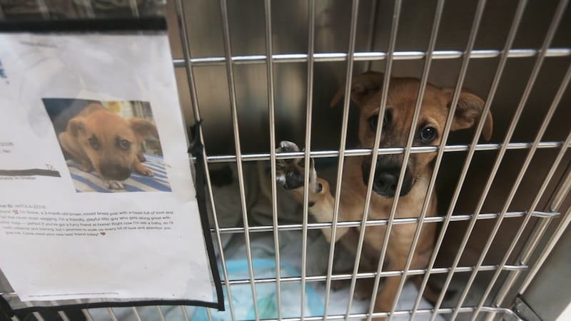 Stone looks out from his kennel at the Humane Society in Houston, Friday, Aug. 14, 2026.