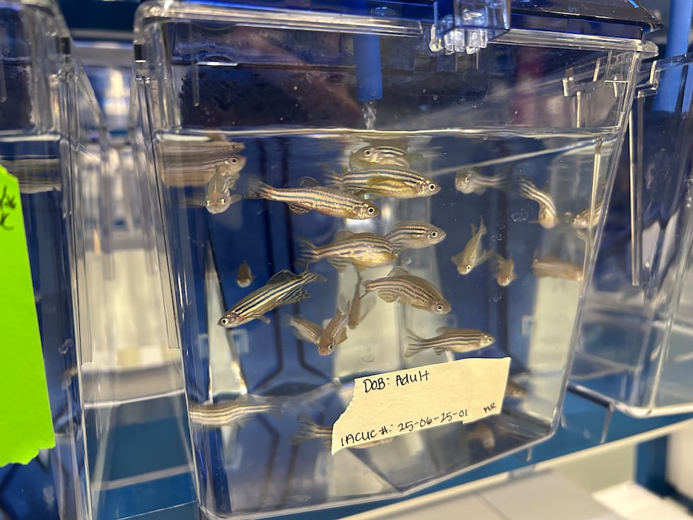 The new zebrafish facility at the University of Cincinnati will study the effect of pollution...