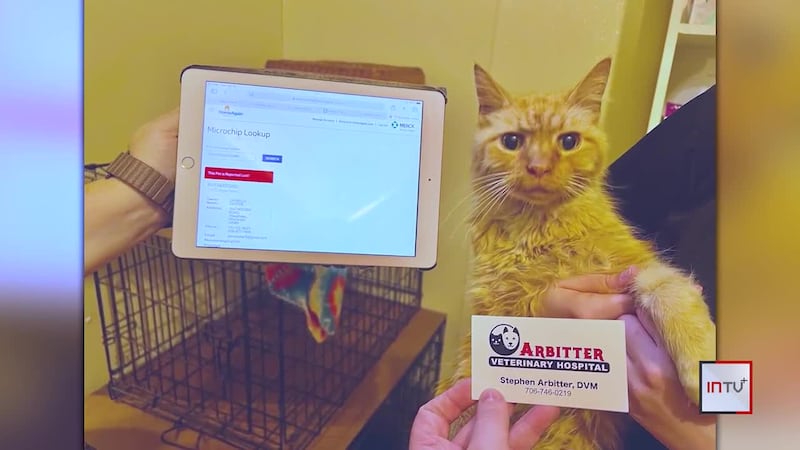 ‘It’s been 11 years’: Cat lost in Wisconsin reunited with owner hundreds of miles away